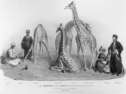 The Giraffes with the Arabs who brought them over to this country, Zoological Gardens, Regent's Park, 1836 (litho)