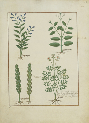 Ms Fr. Fv VI #1 fol.150r Illustration from the 'Book of Simple Medicines' by Mattheaus Platearius (d.c.1161) c.1470 (vellum)