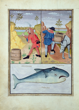 Ms Fr. Fv VI #1 fol.143v Illustration from the 'Book of Simple Medicines' by Mattheaus Platearius (d.c.1161) c.1470 (vellum)