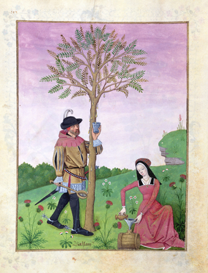 Ms Fr. Fv VI #1 fol.162v Drawing sap from a tree, Illustration from the 'Book of Simple Medicines' by Mattheaus Platearius (d.c.1161) c.1470 (vellum)