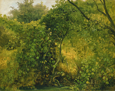 Bushes at Pillnitz, c.1818-28 (oil on paper)