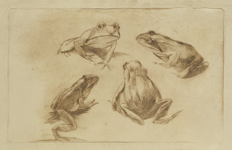 Frogs, 1896 (engraving)
