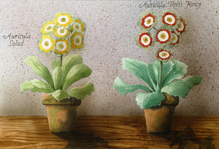 Auricula Pots 01 (w/c on paper)