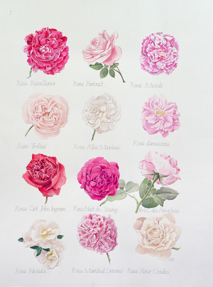 Named Roses 03 (w/c on paper)