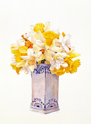 Daffodills in Italian Jar (w/c on paper)