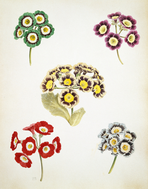 Auriculas 01 (w/c on paper)
