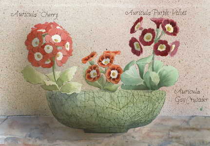Auricula Bowl 01 (w/c on paper)