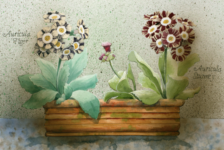 Auricula Bowl 02 (w/c on paper)