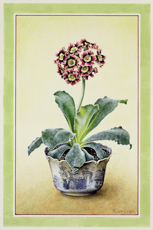 Crimson Variegated Auricula, 1990 (w/c on paper)