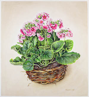 Primula Candelablra, 1990 (w/c on paper)