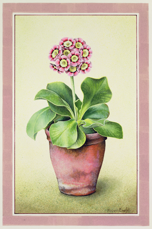 Pink Variegated Auricula, 1990 (w/c on paper)