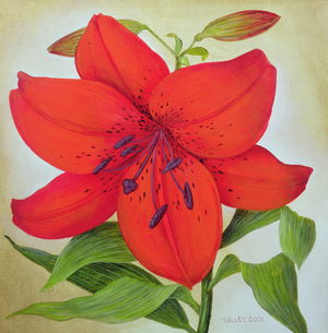Red Lily, 2001 (acrylic on board)