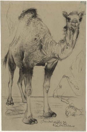 Dromedary, 1894 (black chalk or crayon rubbed in places)