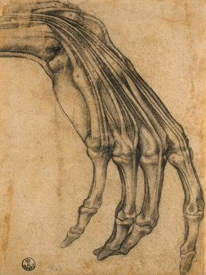 Anatomical Study of a Hand (pencil on paper)