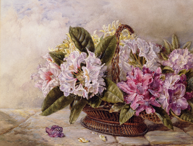 Rhododendrons (w/c on paper)