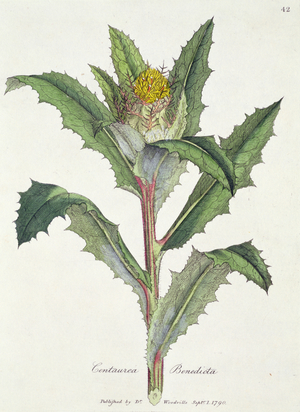Centaurea: Benedicta, published by Dr. Woodville, 1790