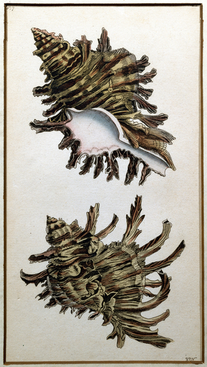 Conch Shell, published by Shaw, c.1790-1820 (print)
