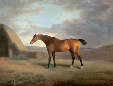 Bay Hunter, 1811 (oil on canvas)