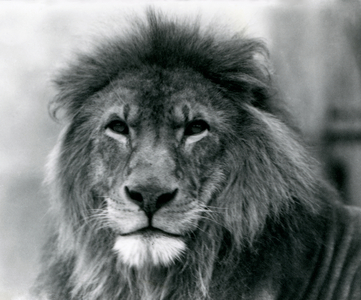 Male Lion 'Kuja' at London Zoo in January 1925 (b/w photo)