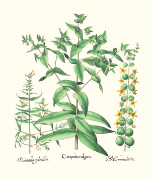 Pellitory, Caper Spurge and Moneywort (print)