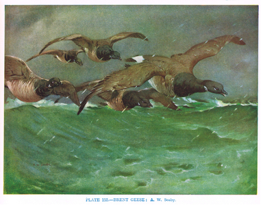 Brent Geese, illustration from 'British Birds' by Kirkman & Jourdain, 1966 (colour litho)