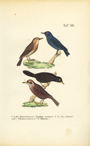Blue Rock Thrush and Common Blackbird, 1850 (lithography)