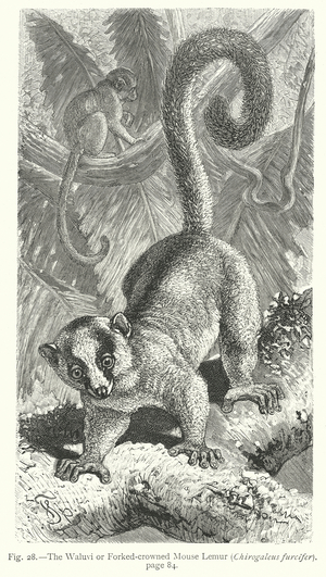 The Waluvi or Forked-Crowned Mouse Lemur (Chirogaleus Furcifer) (engraving)