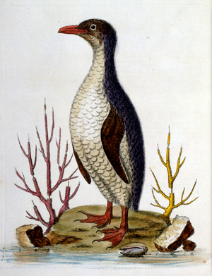 Watercolour illustration from a book of rare birds by G Edwards 1750. George Edwards (1694-1773) was a British naturalist and ornithologist. He travelled extensively through Europe, studying natural history and birds in particular. He gained some recognition for his coloured drawings, and published his first work in 1743-the first volume of A Natural History of Uncommon Birds.