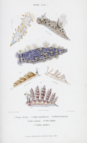 British Nudibranch Molluscs