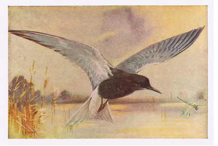 Black Tern, illustration from 'British Birds' by Kirkman & Jourdain, 1966 (colour litho)