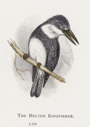 The Belted Kingfisher (chromolitho)