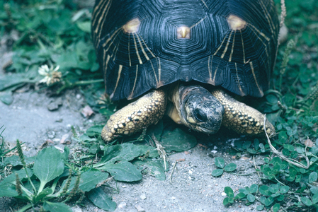 Dali's Turtle, 1964 (photo)