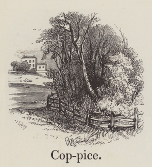 Coppice (engraving)