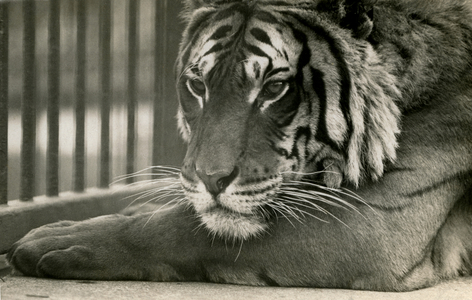 Tiger 'Sam' at London Zoo, 1925 (b/w photo)