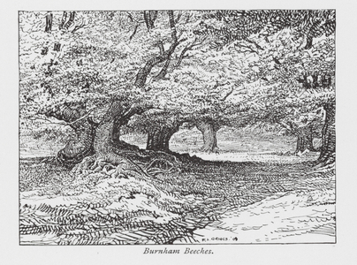 Burnham Beeches (litho)