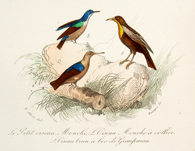 le petit oiseau mouche et l'oiseau mouche à collier, 18th century (Engraving)