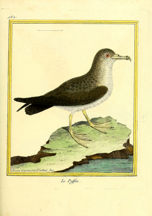 Puffin (print)