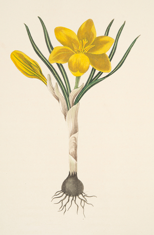 Common Yellow Crocus, from Floral Illustrations of the Seasons, pub. 1829 (hand coloured engraving)