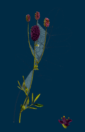 Rosa Mollissima; Soft-Leaved Rose