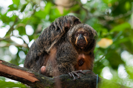 Siamang (Symphalangus syndactylus), adult male on a tree, Singapore (photo)