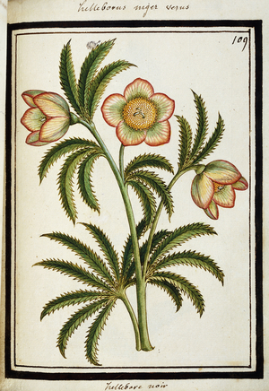 Black Hellebore, c.1700 (watercolour drawing, framed in black)