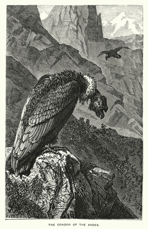 The Condor of the Andes (engraving)