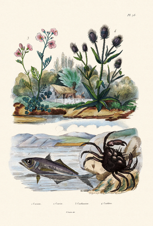 Crab, 1833-39 (coloured engraving)
