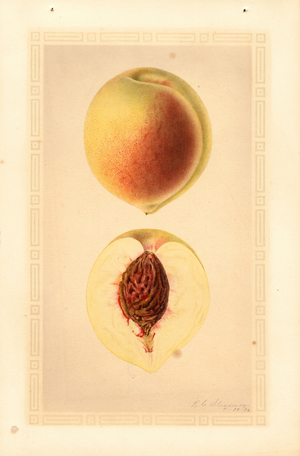 Peaches (Prunus persica: Belle variety) (watercolour)
