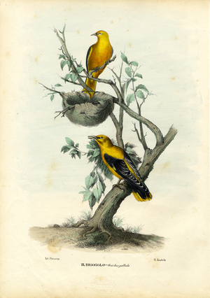 Golden Oriole, 1863-79 (colour litho)