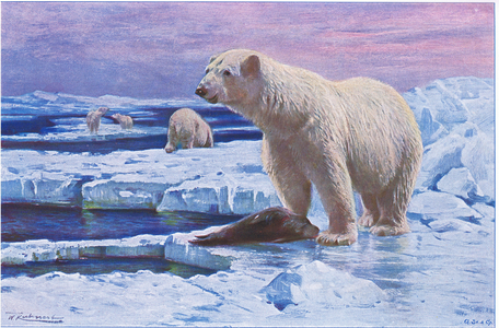 Polar Bear, from Wildlife of the World published by Frederick Warne & Co, c.1900 (colour litho)