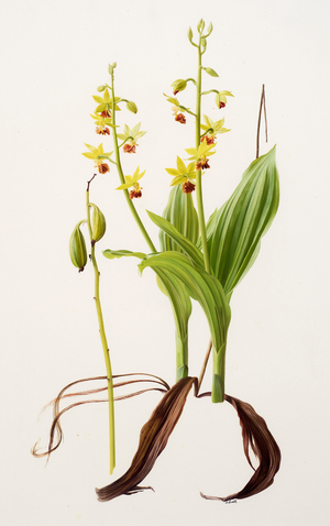 Calanthe tricarinata (oil on paper)