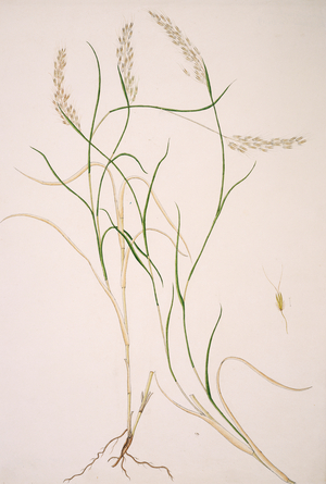 Capillipedium parviflorum