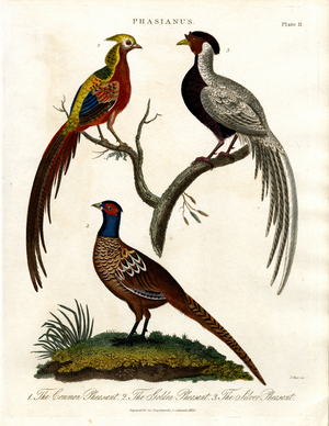 Phasianus - Pheasant Species, 1810 (print)