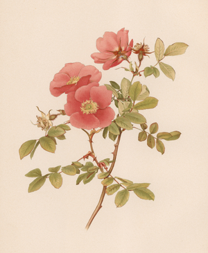 English Rose (colour litho)